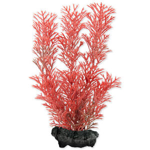 Rostlina TETRA Foxtail Red S 1 ks